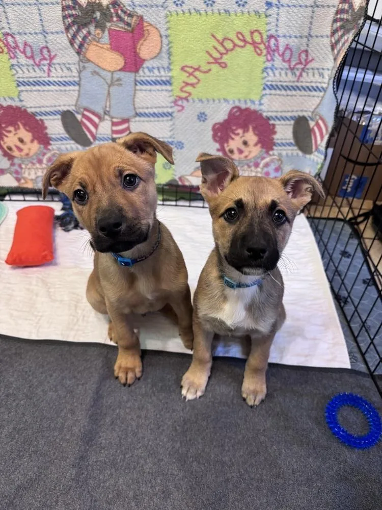 Dungaree thumbnail 2