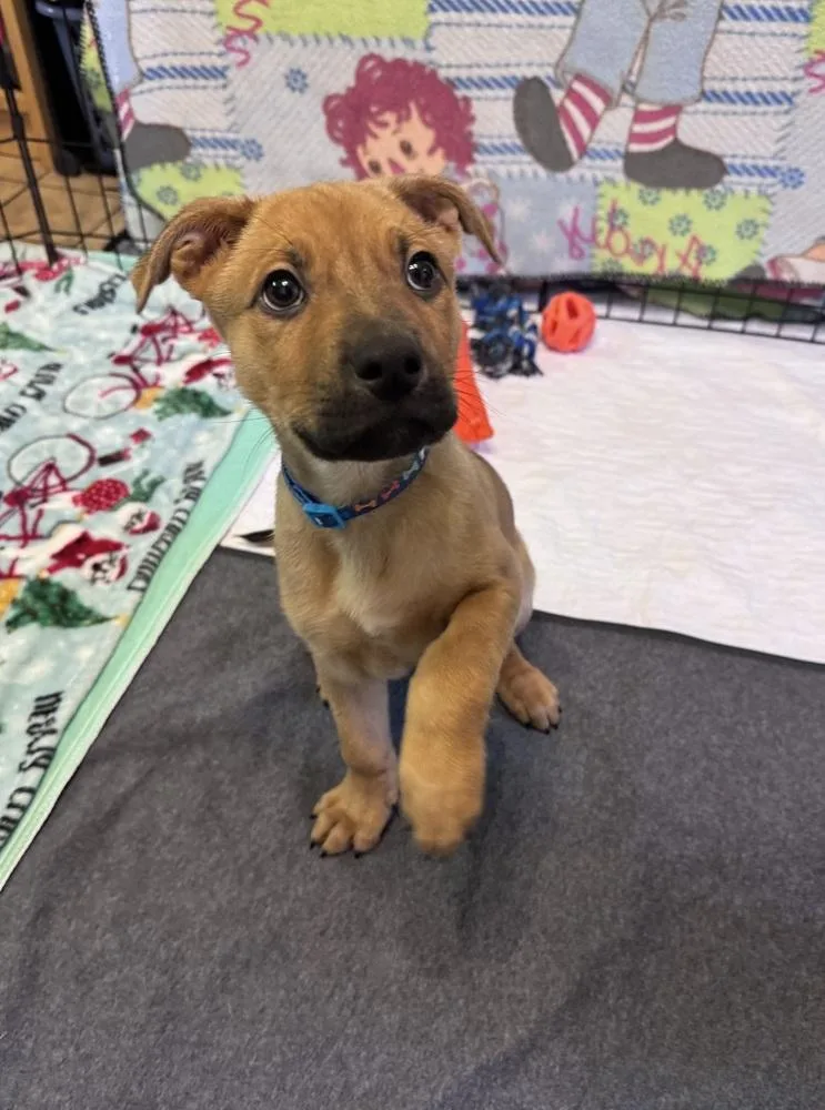 Dungaree thumbnail 3