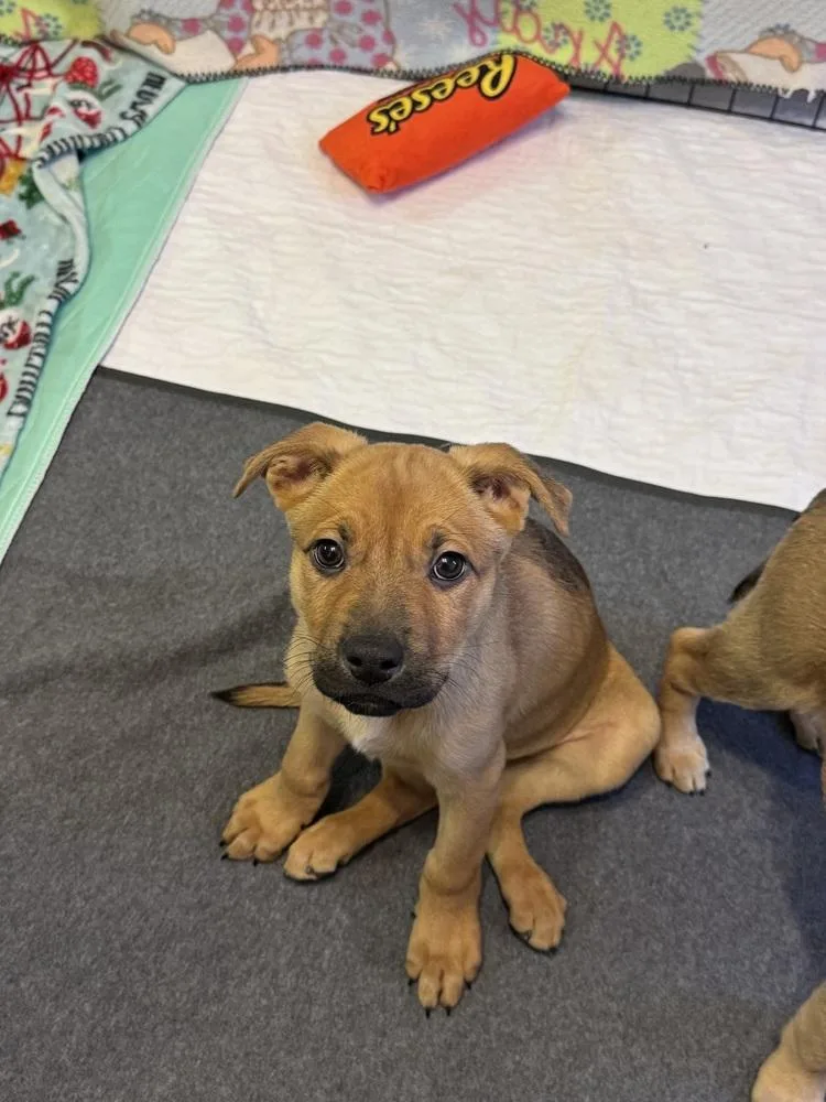 Dungaree thumbnail 5