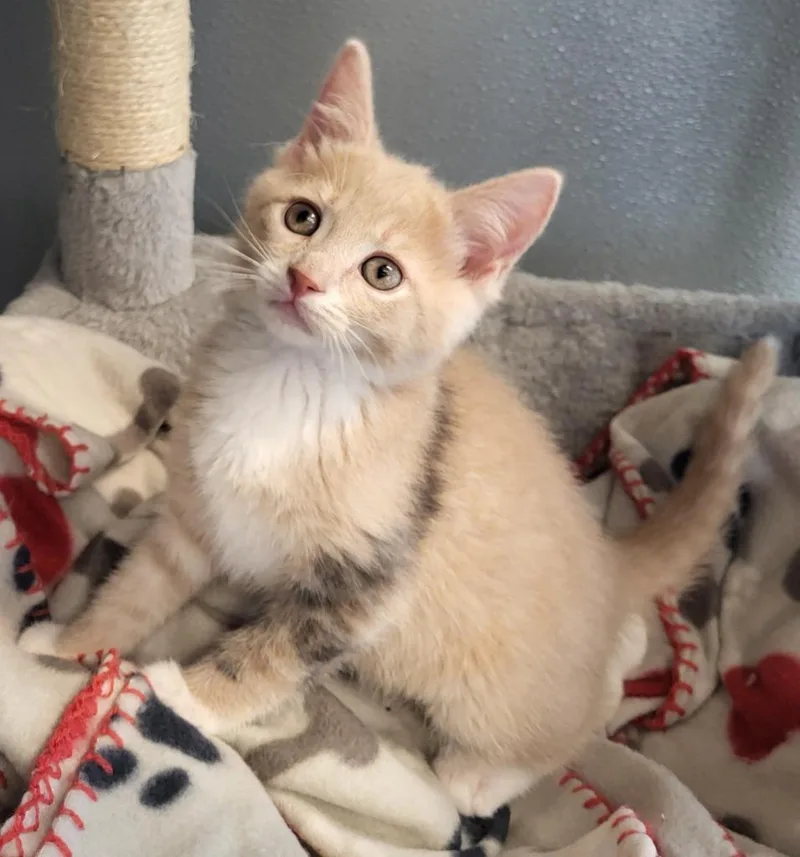 A baby medium-sized male Domestic Short Hair cat named Kinborough for adoption in Bloomington, IN