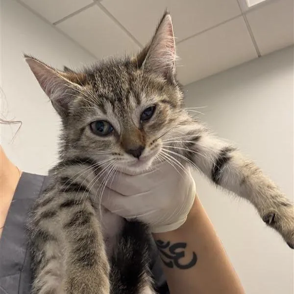 A baby small-sized female Brown / Chocolate Domestic Short Hair cat named Anemone for adoption in Jacksonville, FL