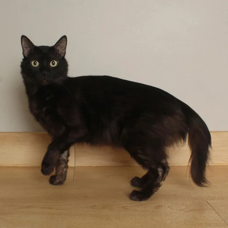 An adult medium-sized female Black Domestic Medium Hair cat named Bonnet C for adoption in Minnetonka, MN