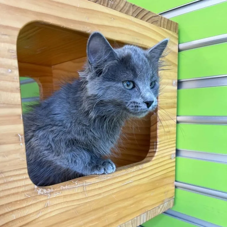 A young medium-sized male Gray / Blue / Silver Domestic Short Hair cat named Jinx for adoption in Tyler, TX