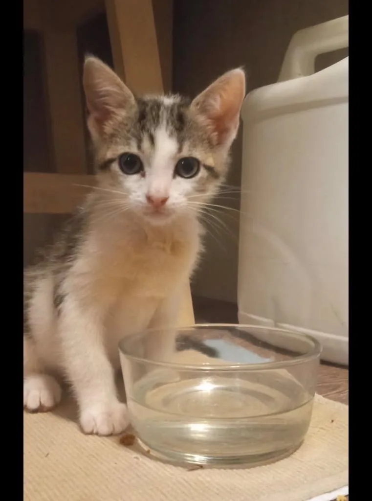 A baby small-sized male American Shorthair cat named Abraham for adoption in Darien, GA