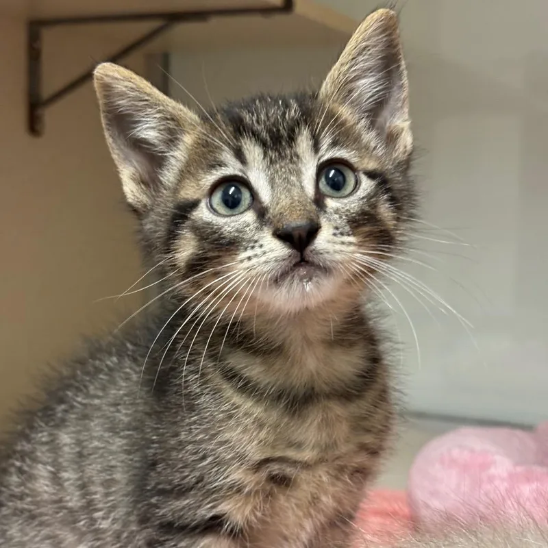 A baby small-sized male Brown / Chocolate Domestic Short Hair cat named Jinu for adoption in League City, TX