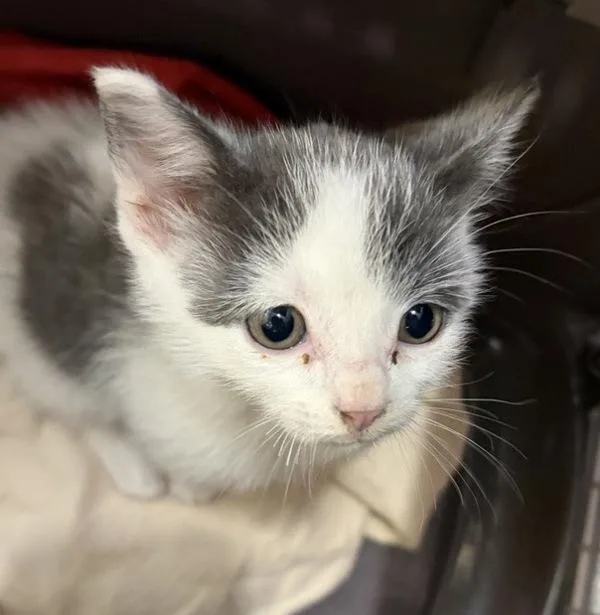 A baby small-sized female Domestic Short Hair cat named Skye for adoption in Escondido, CA