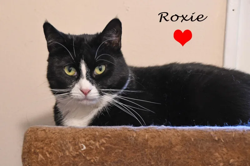 Roxie thumbnail 3