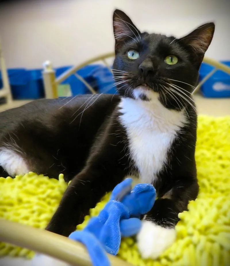 Confetti thumbnail 3