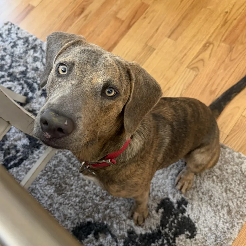A young medium-sized female Brindle Mixed Breed dog named Hera for adoption in Columbia, SC