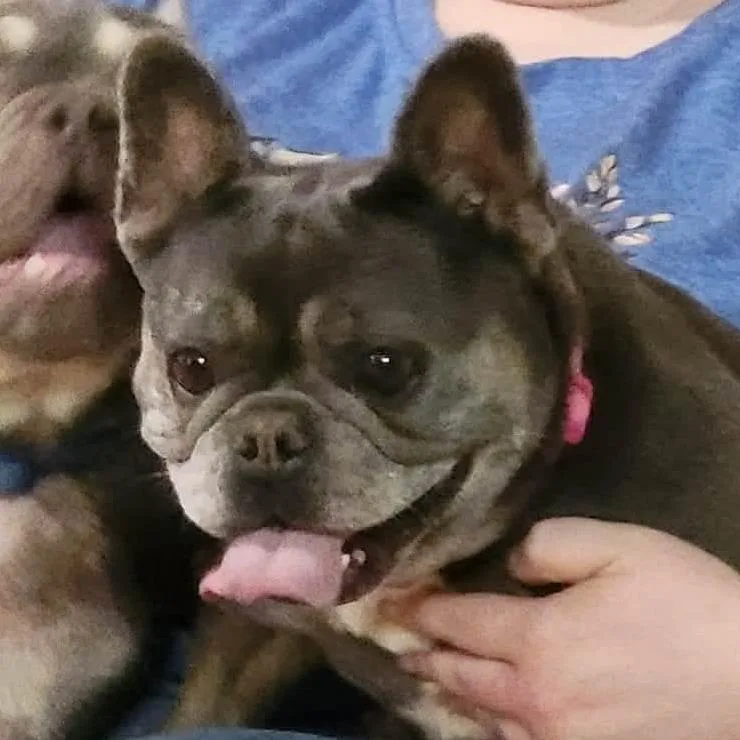An adult medium-sized female Gray / Blue / Silver French Bulldog dog named Love A Lotcoming Soon for adoption in Loves Park, IL