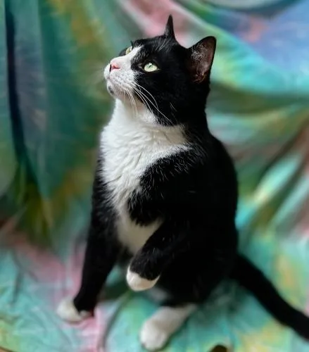 A young medium-sized male Domestic Short Hair cat named Smokey for adoption in St. Johnsbury, VT