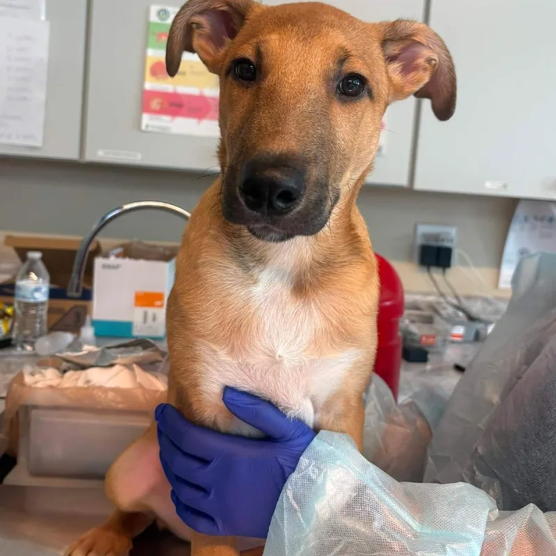 A baby small-sized male Brown / Chocolate Mixed Breed dog named Lil' Bro for adoption in Huntington, WV