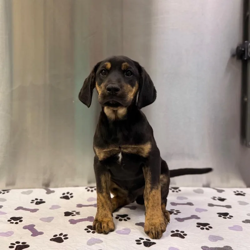 A baby small-sized male Black Hound dog named Batman for adoption in Deerfield, IL