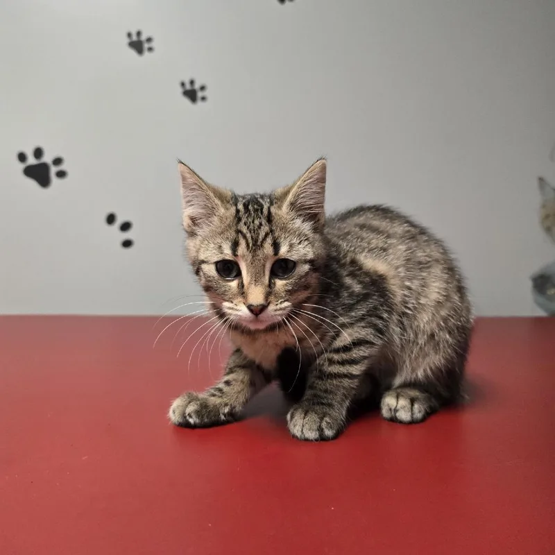 A young medium-sized female Tabby (Brown / Chocolate) Domestic Short Hair cat named Mirabel for adoption in Circleville, OH