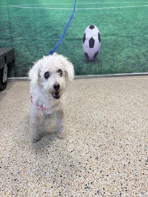 A senior small-sized female Poodle dog named Gertrude for adoption in Miami, FL