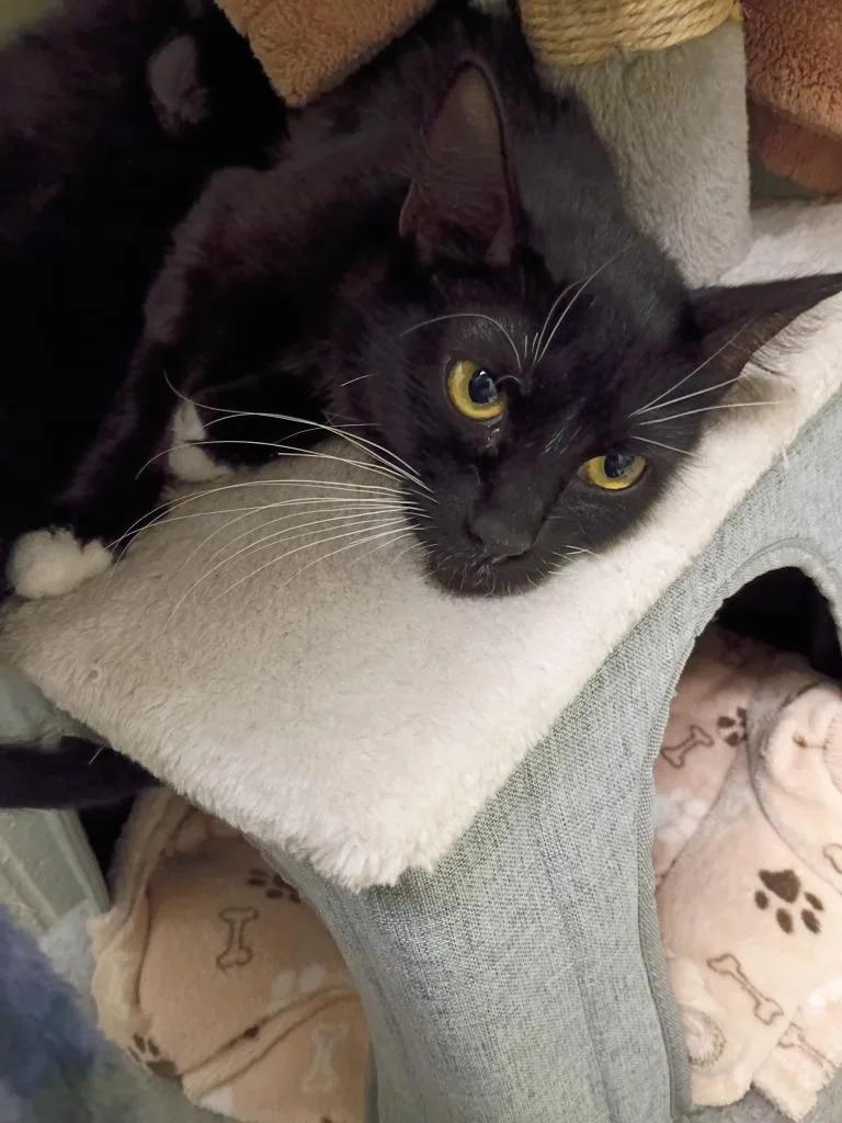A young medium-sized female Domestic Short Hair cat named Willow for adoption in Hamilton, OH