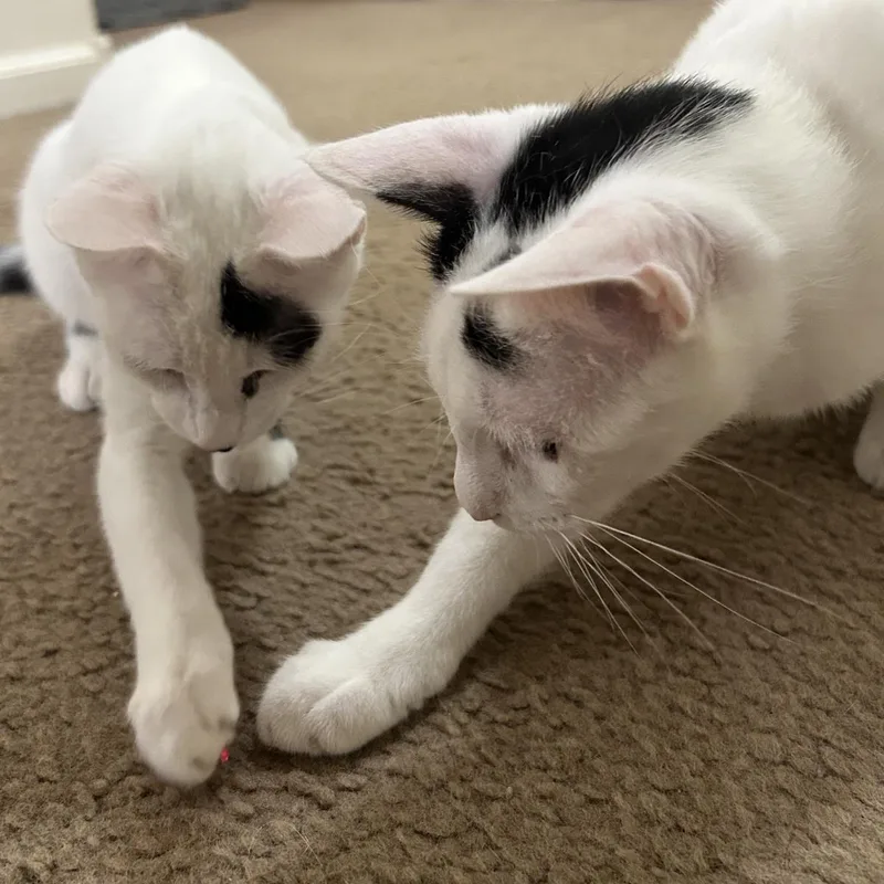 A young small-sized male White Domestic Short Hair cat named Bertie Mcmoo Bonded To for adoption in Chandler, AZ