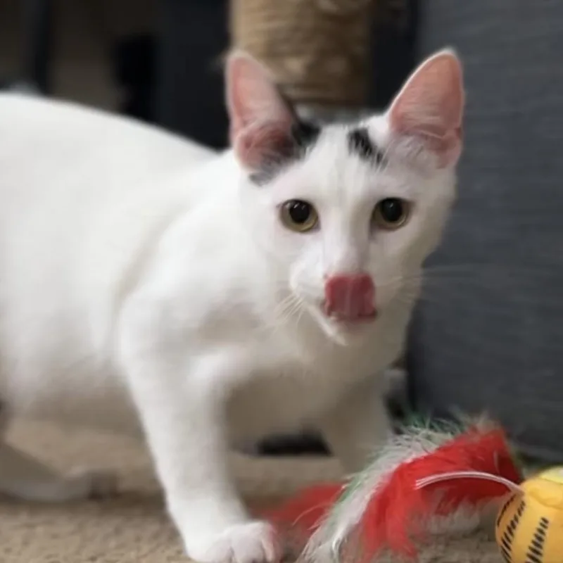 Bertie Mcmoo Bonded To thumbnail 2