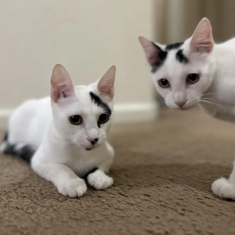 Bertie Mcmoo Bonded To thumbnail 3