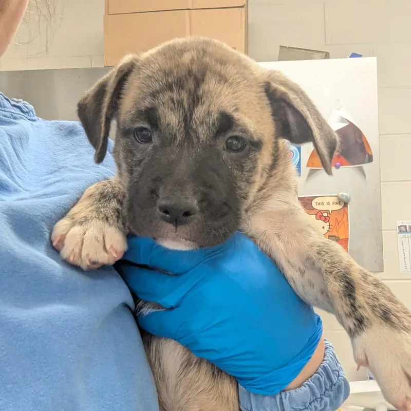 A baby small-sized female Yellow / Tan / Blond / Fawn Pit Bull Terrier dog named Atalanta for adoption in Indianapolis, IN