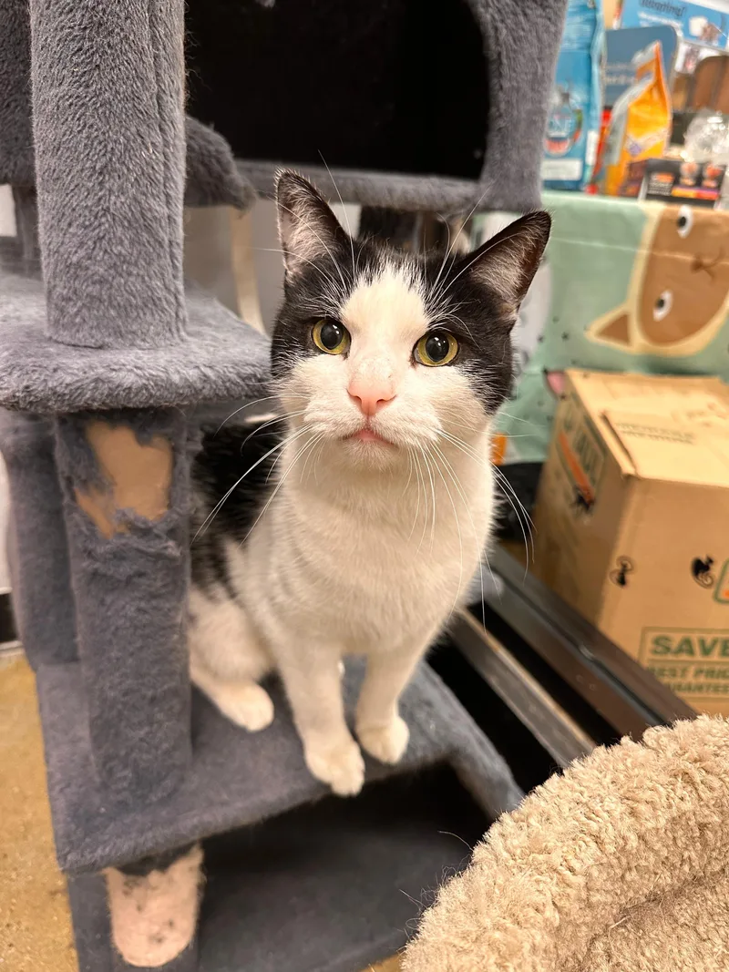 An adult medium-sized male Black & White / Tuxedo Domestic Short Hair cat named Shakerton for adoption in Maple Shade, NJ
