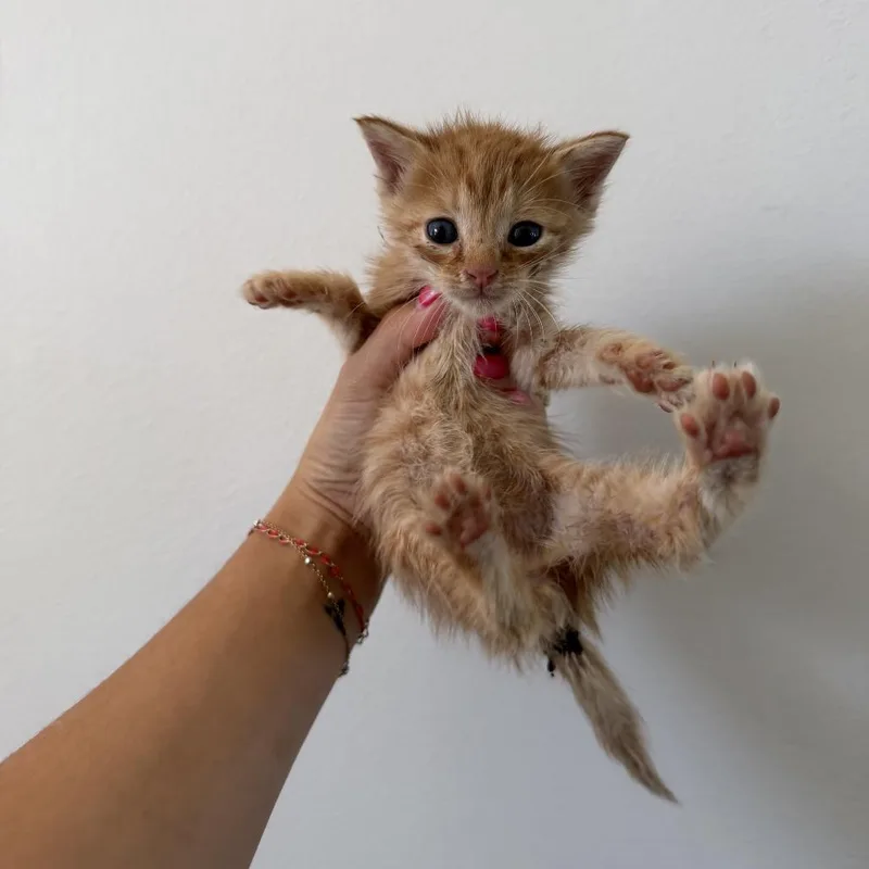 A baby medium-sized male Tabby (Orange / Red) Domestic Short Hair cat named Sumo for adoption in Chattanooga, TN