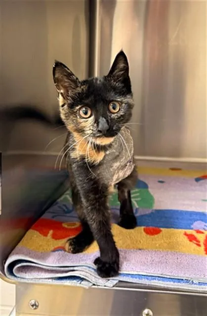 A baby small-sized female Domestic Short Hair cat named Tipsy for adoption in Statesville, NC
