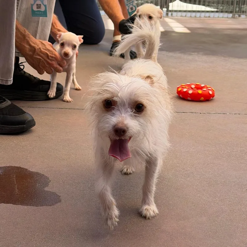 An adult small-sized female Chihuahua dog named Trixie for adoption in Palm Springs, CA