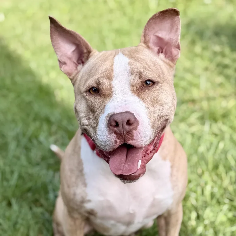 An adult large-sized female Brindle Pit Bull Terrier dog named Nova for adoption in Manahawkin, NJ