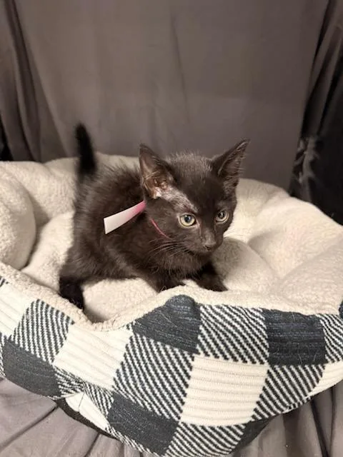 An adult small-sized female Domestic Short Hair cat named Swiss for adoption in Appling, GA
