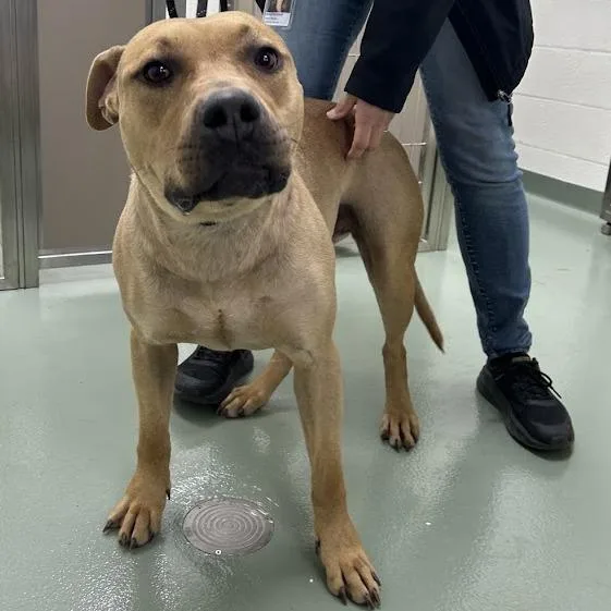 Butterscotch "mercy"