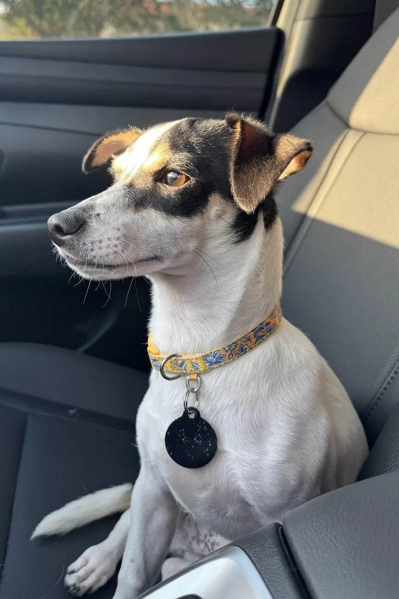 A young medium-sized male Terrier dog named Hopper for adoption in Royal Palm Beach, FL