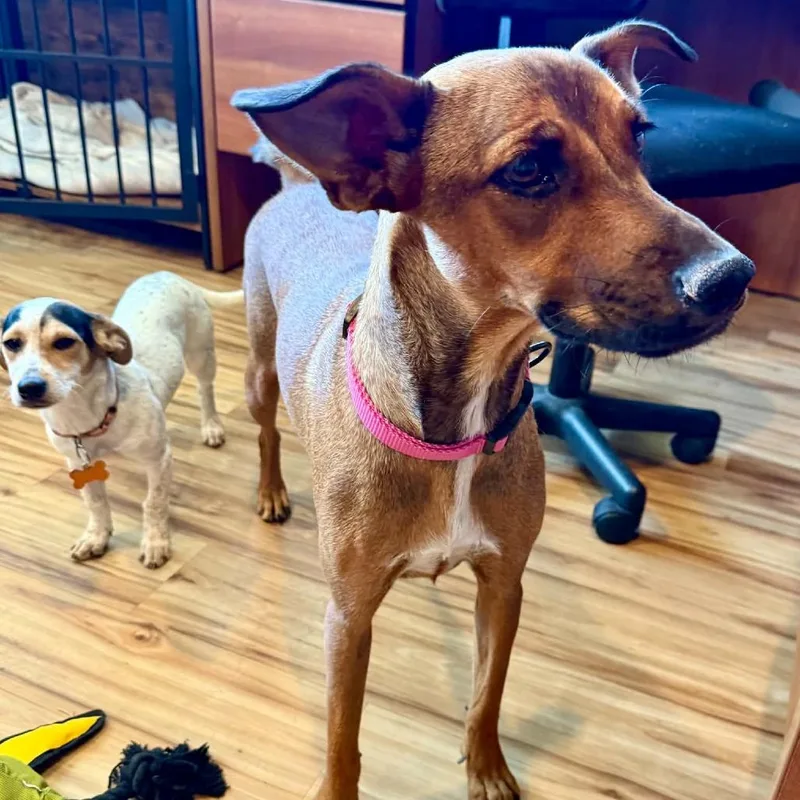 An adult medium-sized female Red / Chestnut / Orange Mixed Breed dog named Xena for adoption in Bend, OR