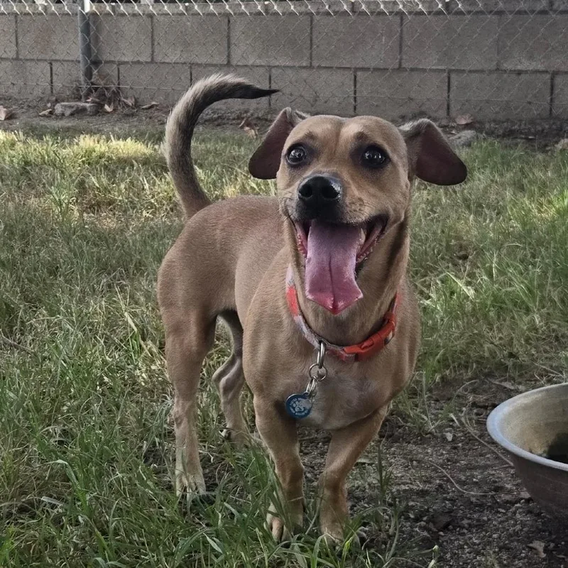 An adult small-sized female Dachshund (Long Haired) dog named Maggie for adoption in San Jacinto, CA