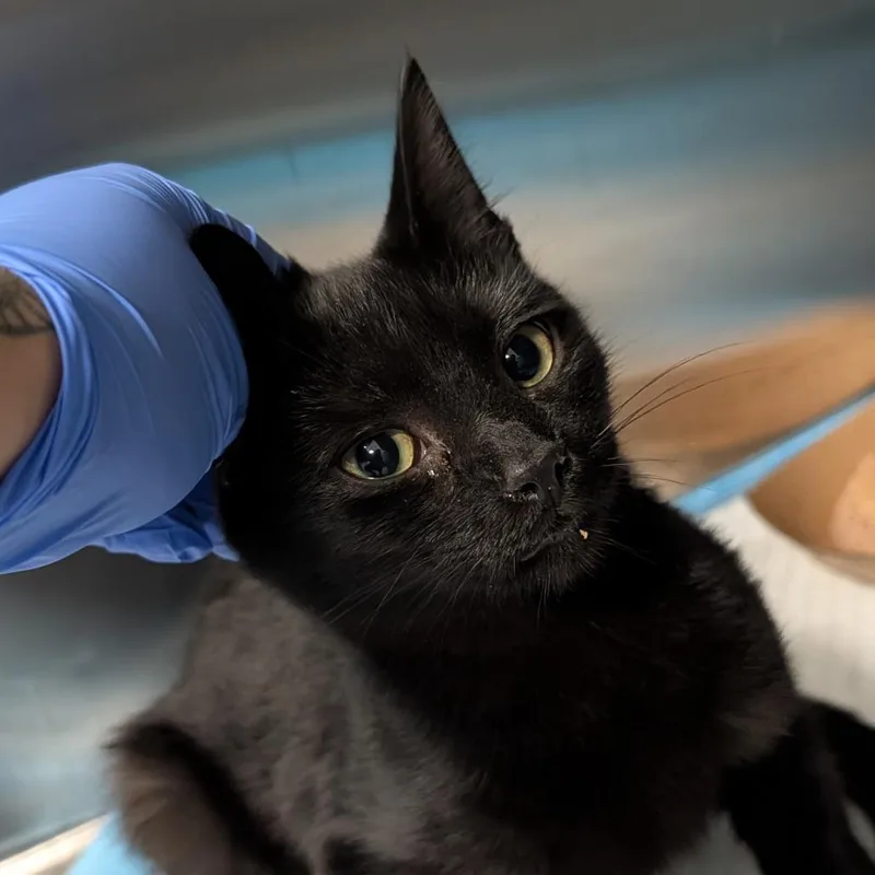 An adult medium-sized female Domestic Short Hair cat named Tiana for adoption in Greensboro, NC
