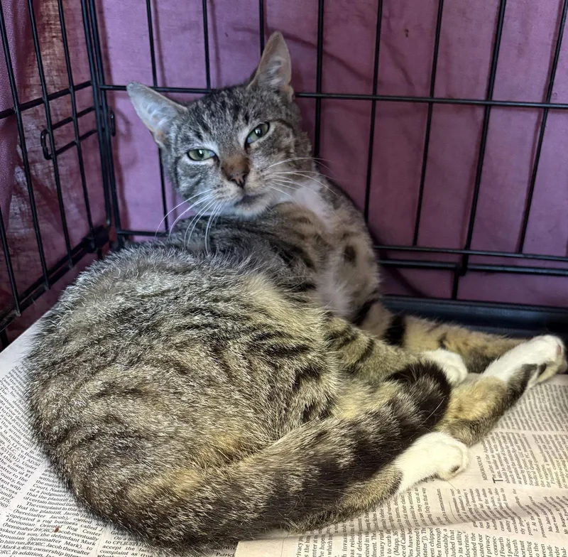 A baby medium-sized male Domestic Short Hair cat named Cyrus for adoption in Brooklyn, NY