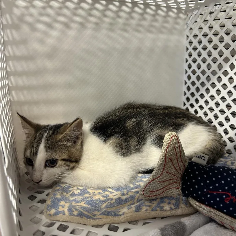 A baby small-sized female Domestic Short Hair cat named North for adoption in Binghamton, NY