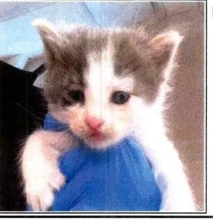 A baby small-sized male Gray & White Domestic Short Hair cat named Chex for adoption in Anoka, MN