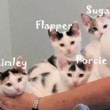 Porcelain thumbnail 2