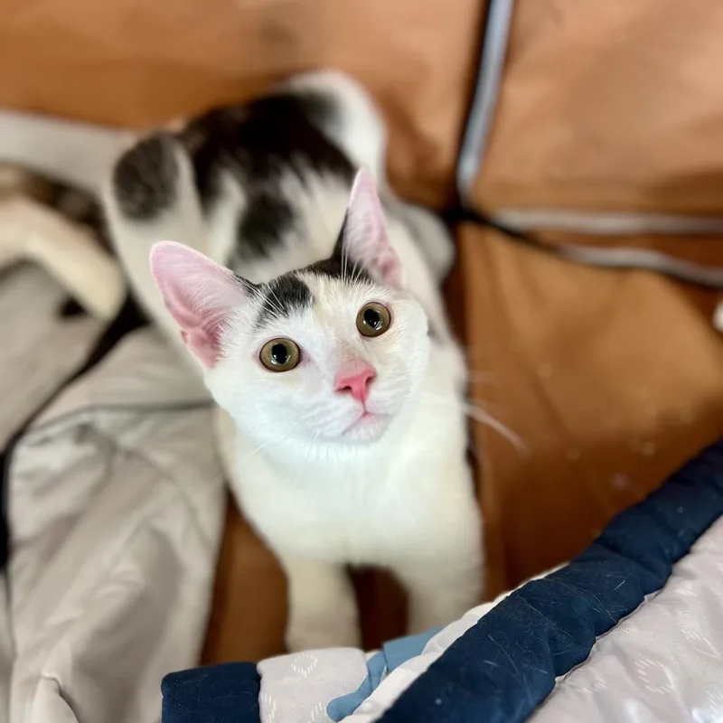 Porcelain thumbnail 4