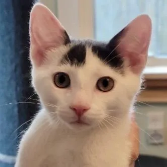 Porcelain thumbnail 5