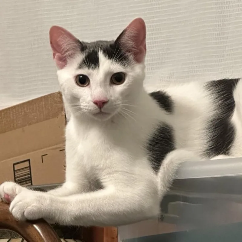 Porcelain thumbnail 6