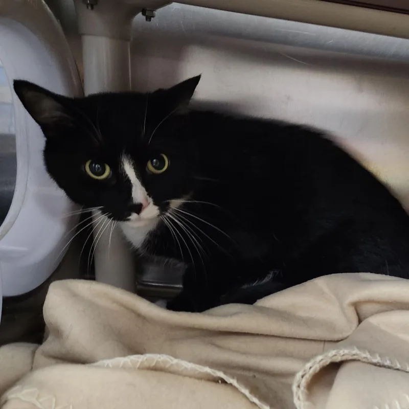 An adult large-sized male Black Domestic Short Hair cat named Jack Sparrow for adoption in Grand Rapids, MI