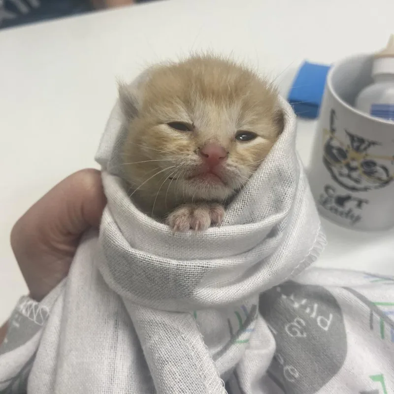 A baby small-sized male Orange / Red Domestic Short Hair cat named Huckleberry for adoption in Chattanooga, TN