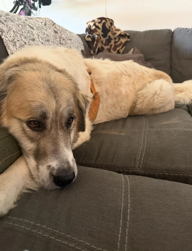 An adult large-sized female Great Pyrenees dog named Honeybee HTX for adoption in Quinlan, TX