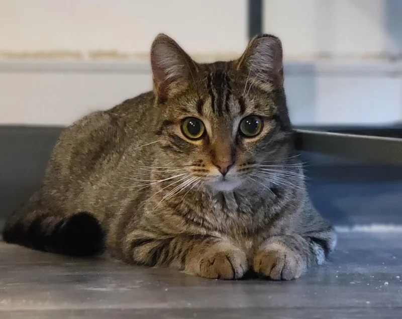 A baby medium-sized male Brown / Chocolate Domestic Short Hair cat named Royal Oak for adoption in Swartz Creek, MI