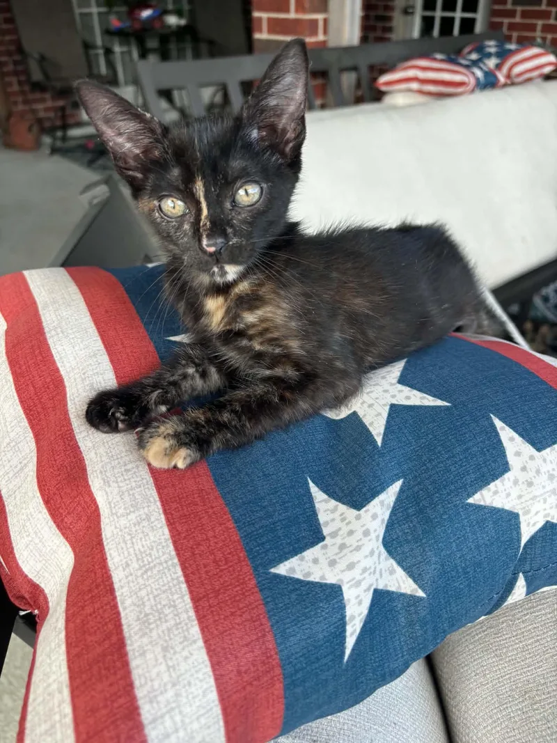 A baby medium-sized female Tortoiseshell cat named Bailey for adoption in Gregory, TX
