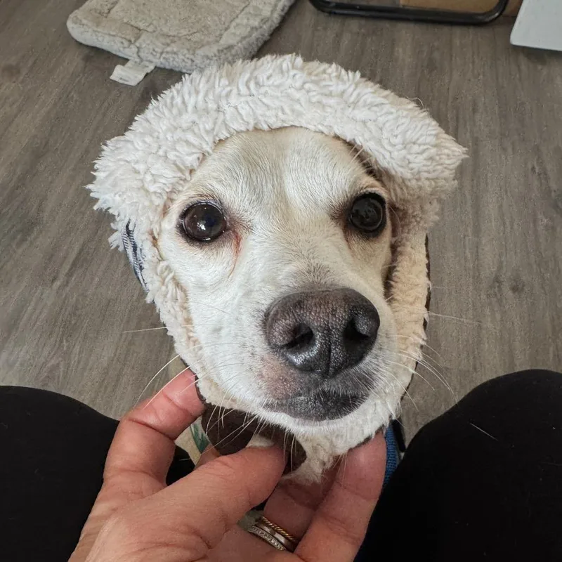 An adult small-sized male White / Cream Chihuahua dog named Snowy for adoption in San Antonio, TX