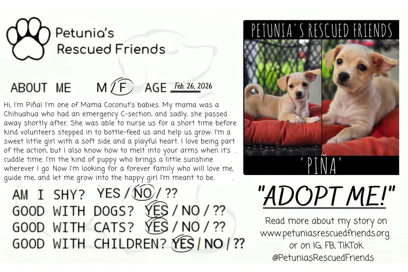 A baby small-sized female Chihuahua dog named Pina for adoption in Castroville, TX