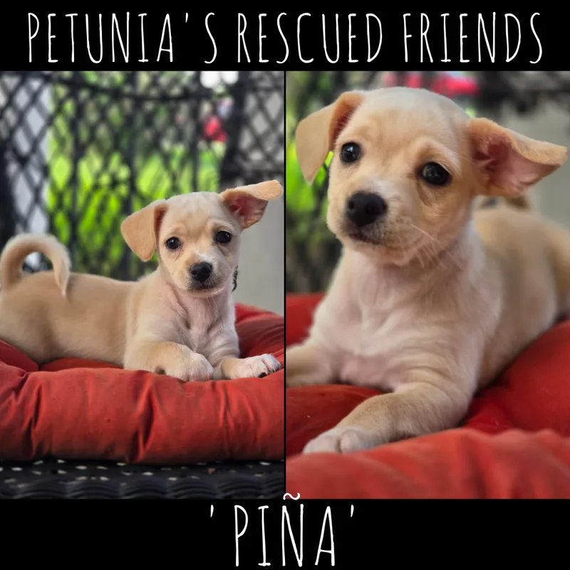 Pina thumbnail 2